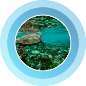 Rewards4Earth oceans OUR SEVEN PILLARS Part of every dollar spent goes to saving the planet Ocean rejuvenation - to protect marine life